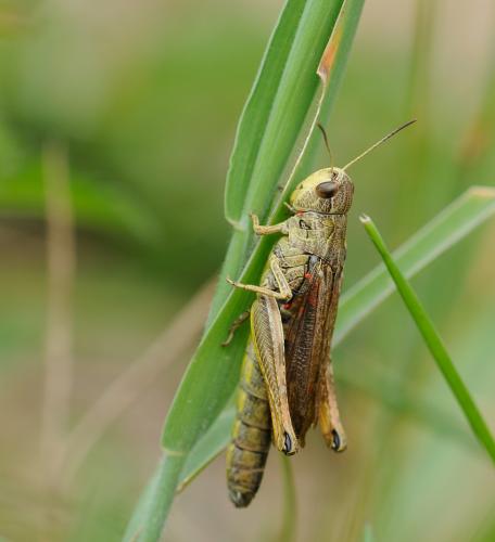 Réf. 189 099 : Stauroderus scalaris scalaris