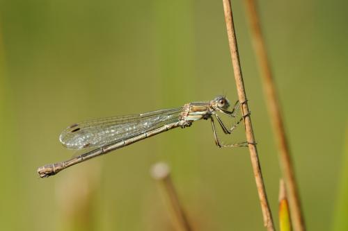 Lestes sponsa