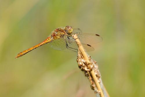 Réf. 189 157 : Sympetrum vulgatum