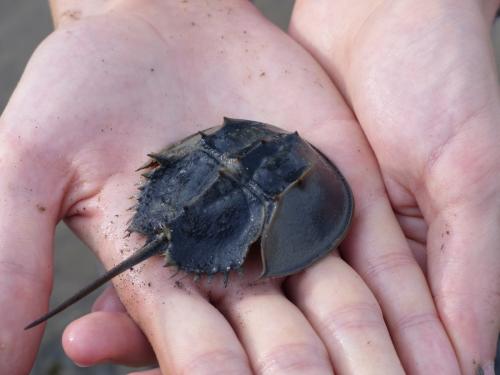 Carcinoscorpius rotundicauda