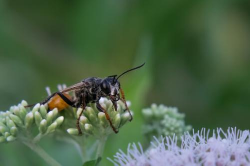 Réf. 189 375 : Sphex flavipennis