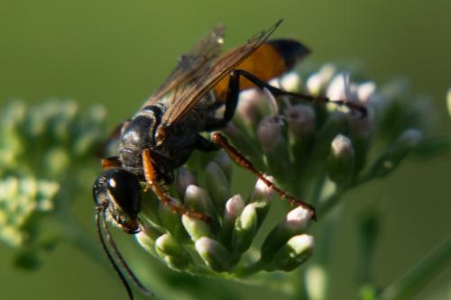 Sphex flavipennis