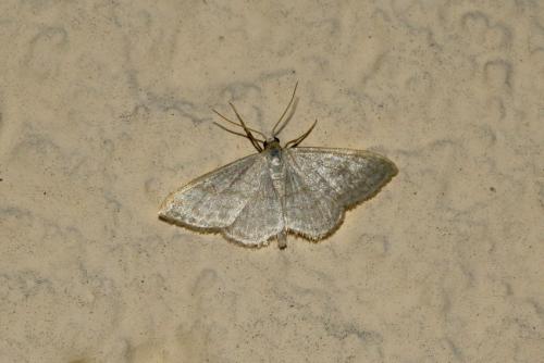 Idaea subsericeata