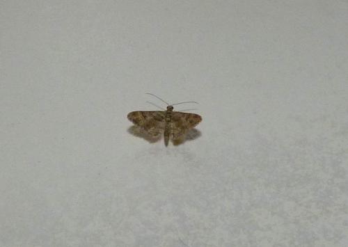 Gymnoscelis rufifasciata