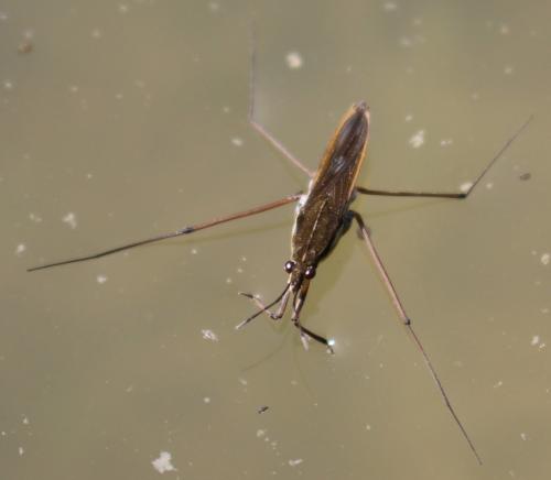 Gerris sp.