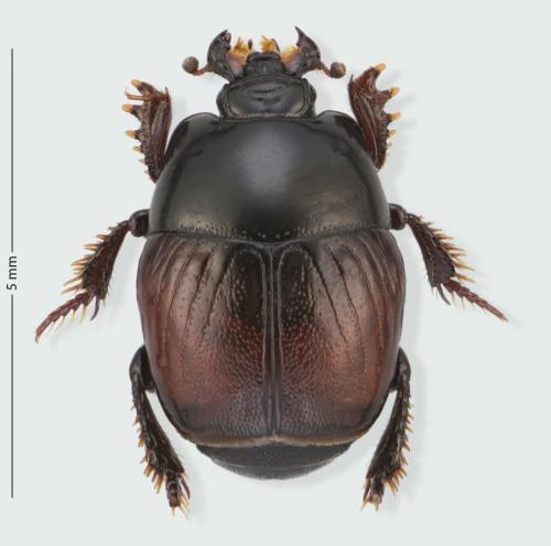 Réf. 189 142 : Hypocaccus dimidiatus