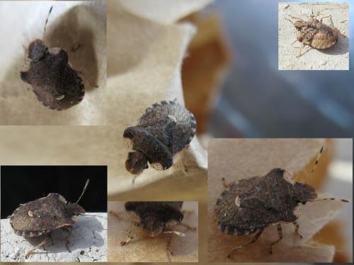 Dyroderes umbraculatus