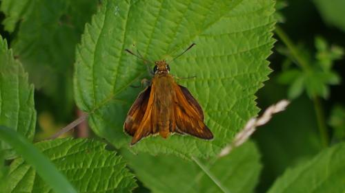 Ochlodes sylvanus