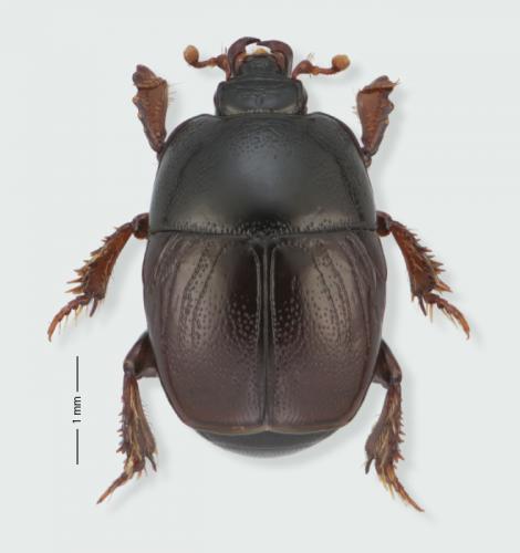 Hypocaccus crassipes