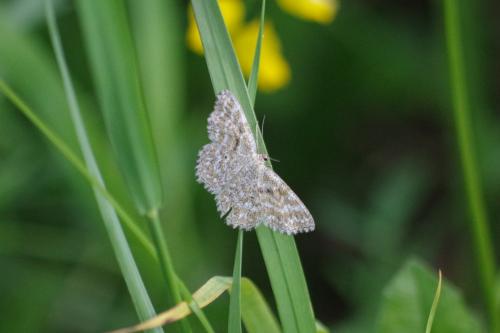 Réf. 189 494 : Scopula immorata