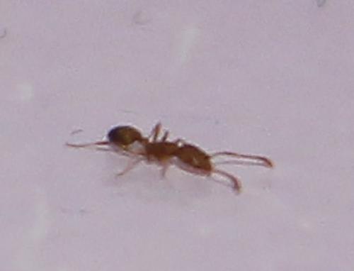 Monomorium pharaonis