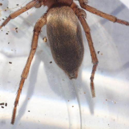 Drassodes sp.