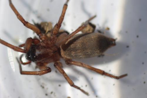 Réf. 189 467 : Drassodes sp.