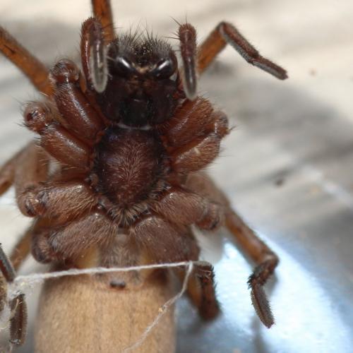 Drassodes sp.