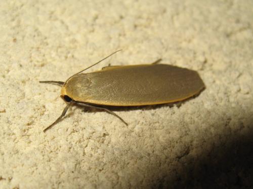 Eilema griseola