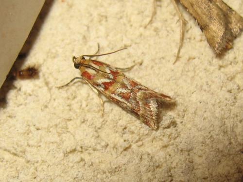 Réf. 189 062 : Acrobasis porphyrella