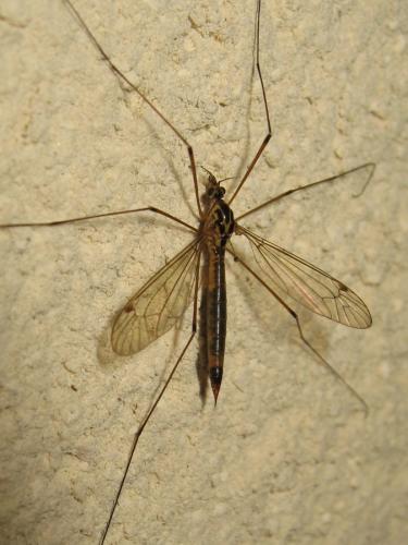 Nephrotoma cornicina