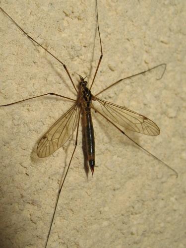 Réf. 189 233 : Nephrotoma cornicina
