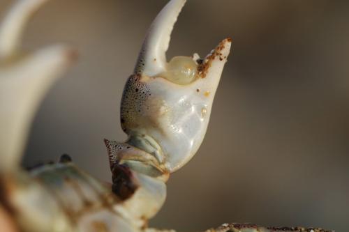 Hemigrapsus sanguineus