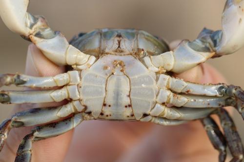 Hemigrapsus sanguineus