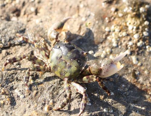 Hemigrapsus sanguineus