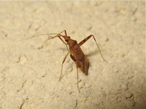 Réf. 189 238 : Phytocoris sp.