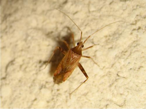 Réf. 189 239 : Phytocoris sp.