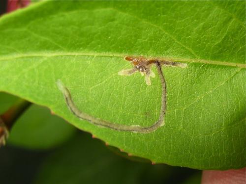 Chromatomyia lonicerae