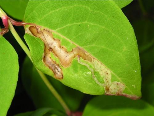 Réf. 189 979 : Phytomyzinae inconnu