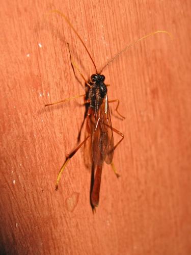 Heteropelma amictum