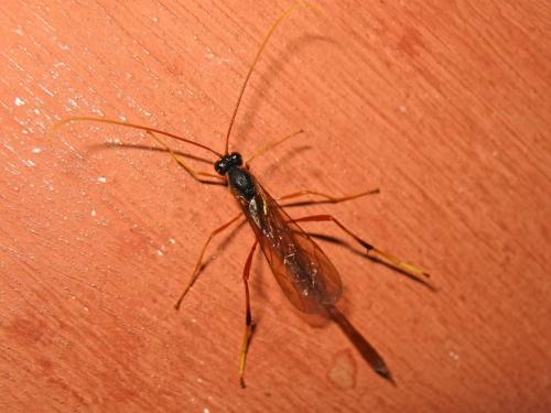 Heteropelma amictum