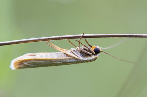 Réf. 189 859 : Eilema caniola