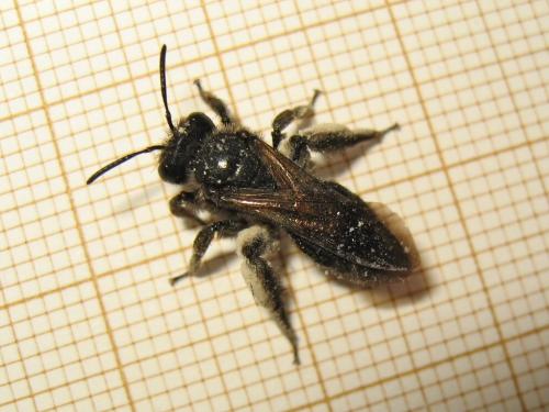 Réf. 189 152 : Andrena sp.