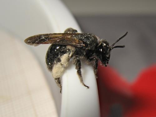 Andrena sp.
