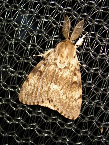 Lymantria dispar