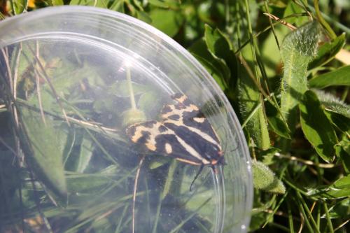 Parasemia plantaginis