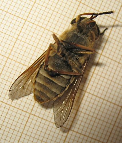 Réf. 189 394 : Tabanus sudeticus