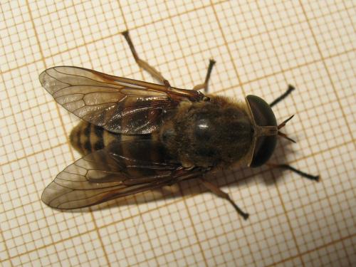Réf. 189 393 : Tabanus sudeticus