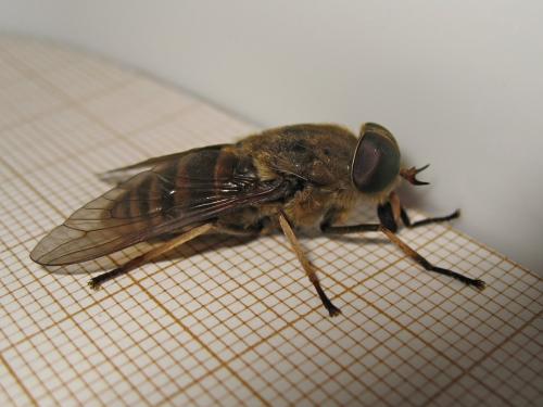 Réf. 189 395 : Tabanus sudeticus