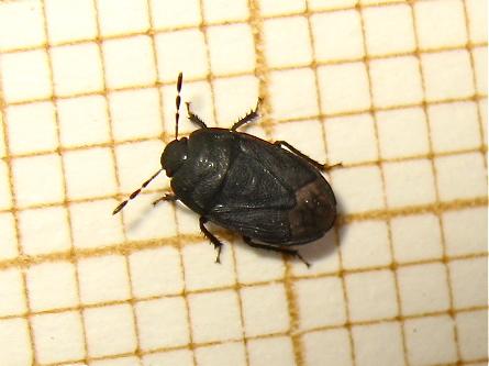 Ochetostethus sp.