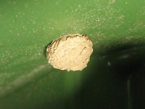 Eumenes sp.