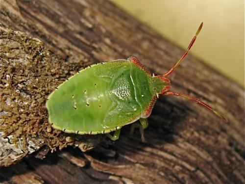 Acanthosoma haemorrhoidale