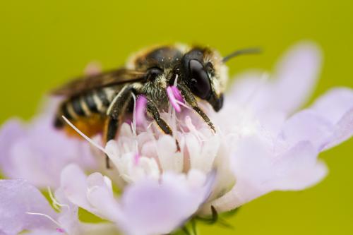 Réf. 189 286 : Megachile sp.