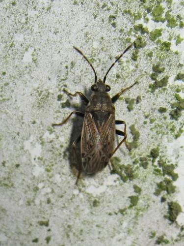 Réf. 189 810 : Peritrechus gracilicornis