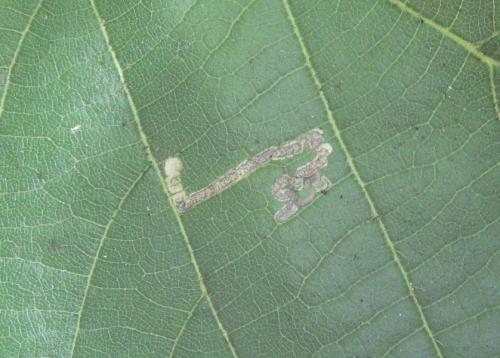 Stigmella tiliae