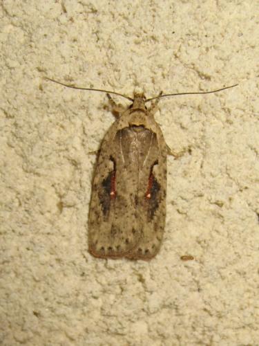 Réf. 189 400 : Agonopterix ocellana