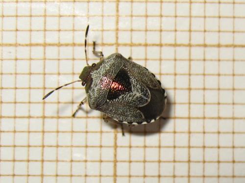 Réf. 189 724 : Stagonomus venustissimus