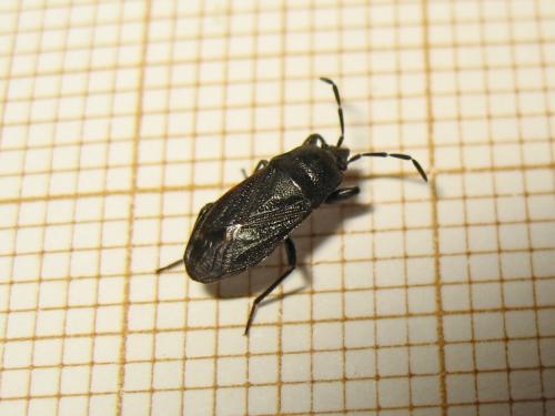 Megalonotus dilatatus