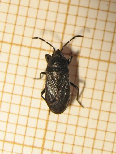 Megalonotus dilatatus