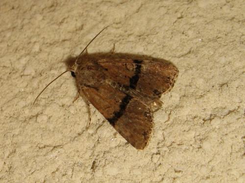 Réf. 189 580 : Mesoligia furuncula